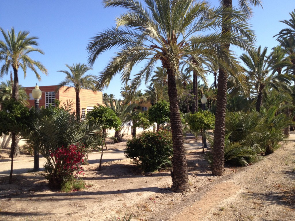 Elche-Palmeras-Turismo-en-la-Comunitat-Valenciana1